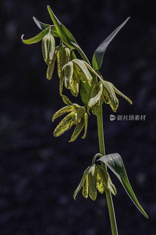 切克百合、Mission Bells、巧克力百合、贝母;Mayacamas山奥杜邦保护区，索诺马县，加利福尼亚州:蛇形地区;百合科